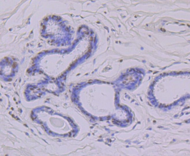 HnRNP Q Antibody in Immunohistochemistry (Paraffin) (IHC (P))