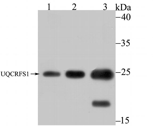 UQCRFS1 Antibody in Western Blot (WB)