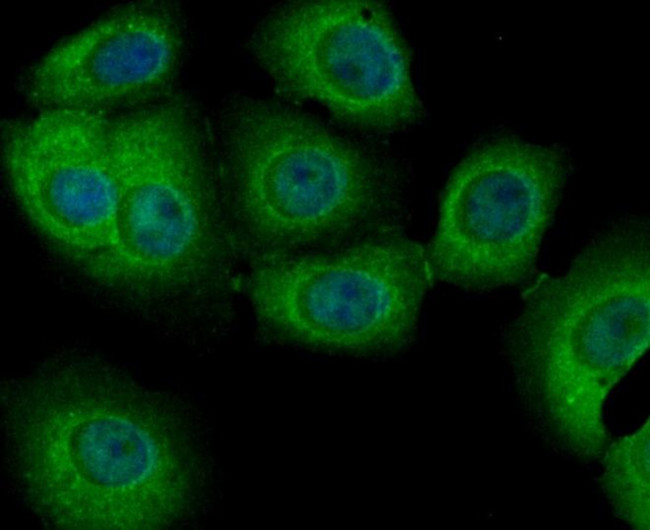 PIST Antibody in Immunocytochemistry (ICC/IF)