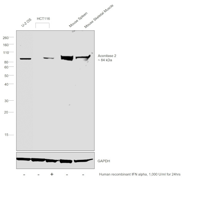 Aconitase 2 Antibody