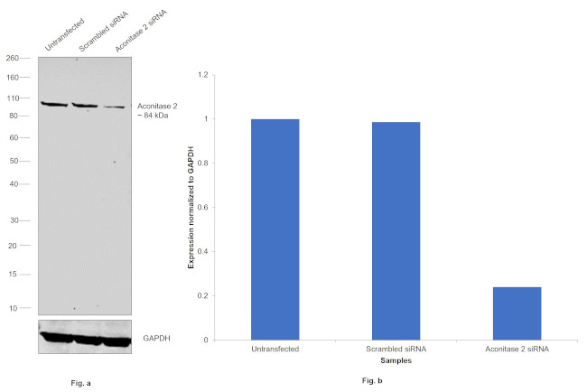 Aconitase 2 Antibody in Western Blot (WB)