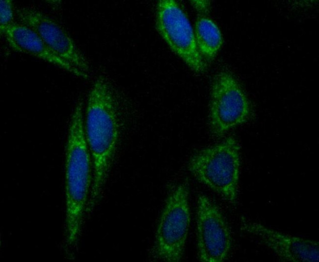 Aconitase 2 Antibody in Immunocytochemistry (ICC/IF)