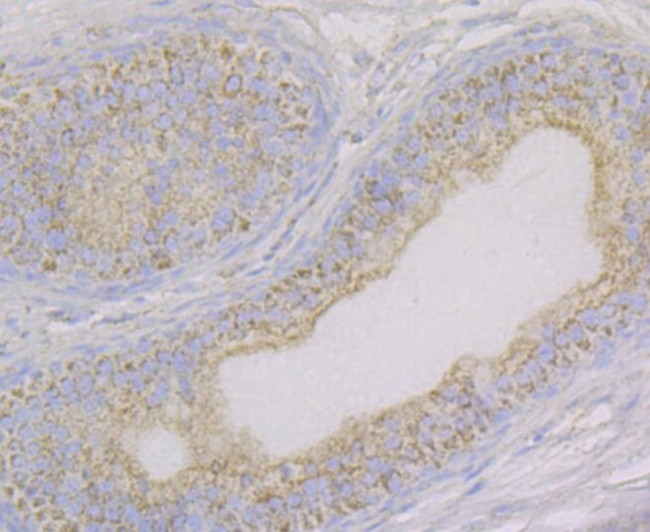 Aconitase 2 Antibody in Immunohistochemistry (Paraffin) (IHC (P))