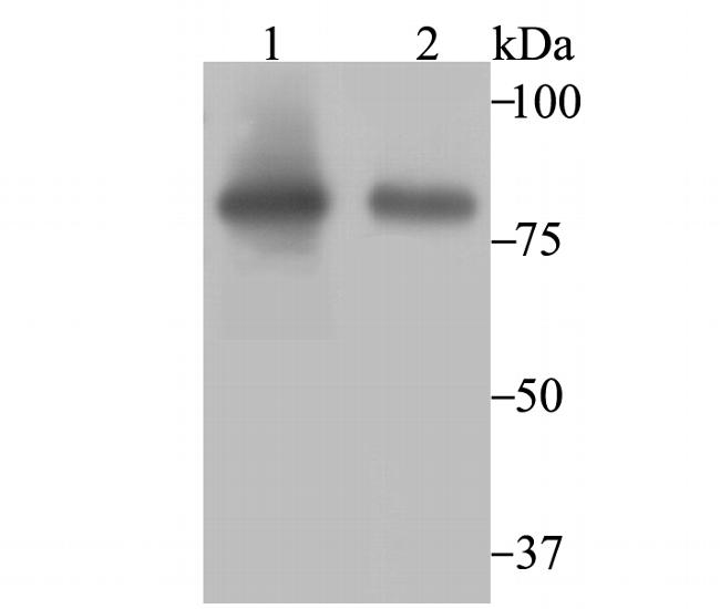 Aconitase 2 Antibody in Western Blot (WB)