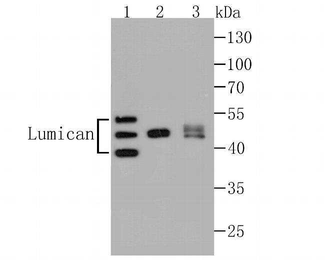 LUM Antibody in Western Blot (WB)