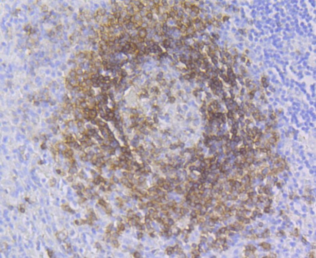 CD79a Antibody in Immunohistochemistry (Paraffin) (IHC (P))