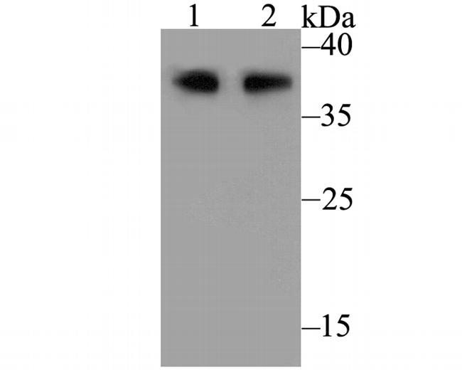 CD79a Antibody in Western Blot (WB)