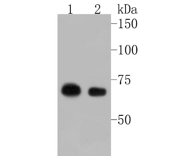 LTA4H Antibody in Western Blot (WB)