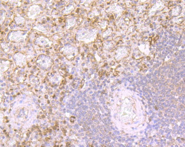 DEFA1 Antibody in Immunohistochemistry (Paraffin) (IHC (P))