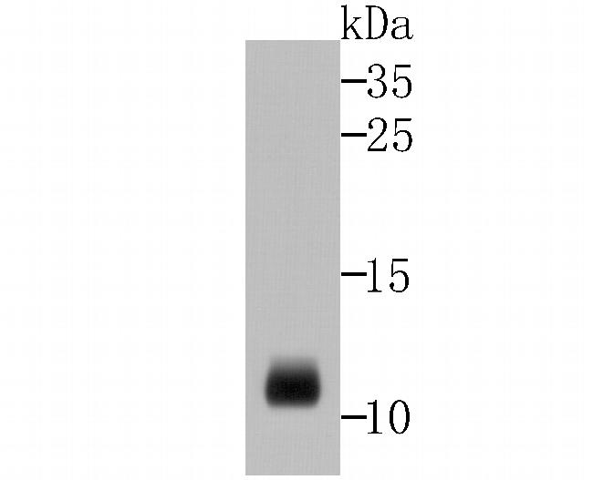 DEFA1 Antibody in Western Blot (WB)