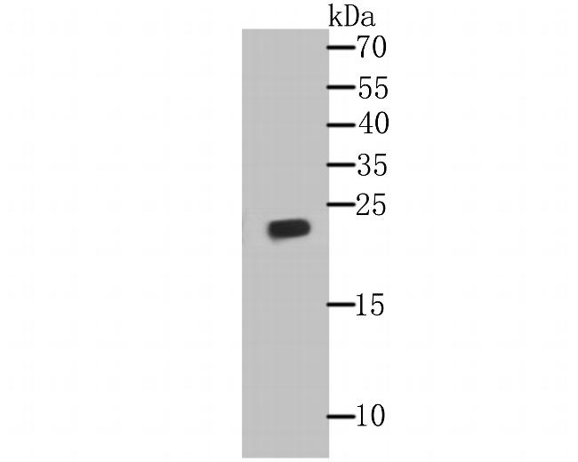 GPX1 Antibody in Western Blot (WB)