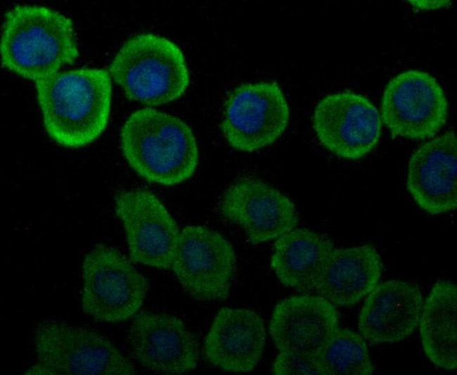 Carbonic Anhydrase II Antibody in Immunocytochemistry (ICC/IF)