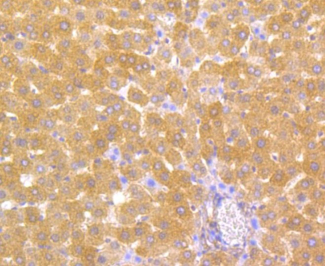 Carbonic Anhydrase II Antibody in Immunohistochemistry (Paraffin) (IHC (P))