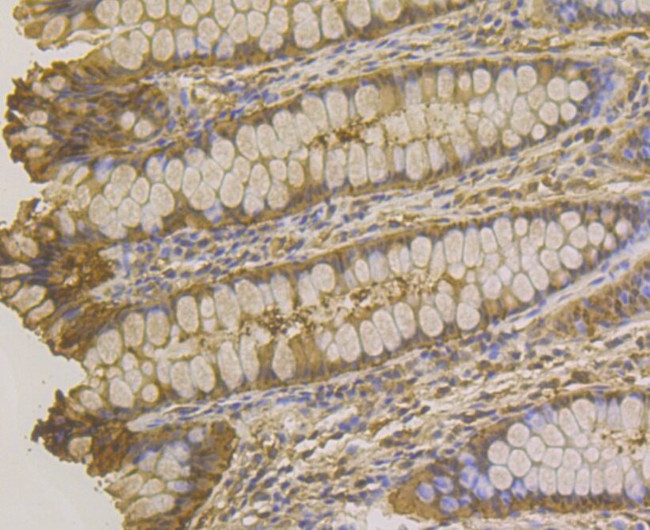 Carbonic Anhydrase II Antibody in Immunohistochemistry (Paraffin) (IHC (P))