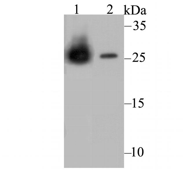 Carbonic Anhydrase II Antibody in Western Blot (WB)