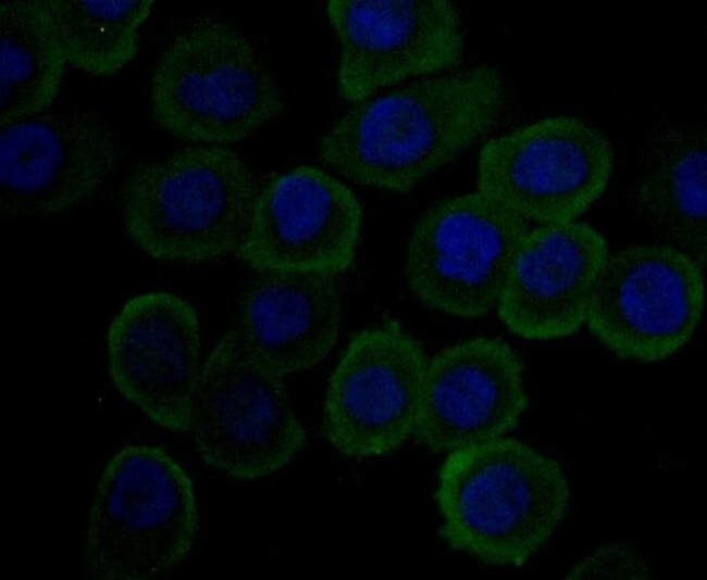 Carbonic Anhydrase II Antibody in Immunocytochemistry (ICC/IF)