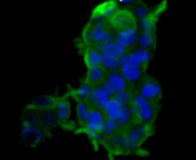 Carbonic Anhydrase II Antibody in Immunocytochemistry (ICC/IF)