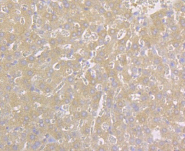 Carbonic Anhydrase II Antibody in Immunohistochemistry (Paraffin) (IHC (P))