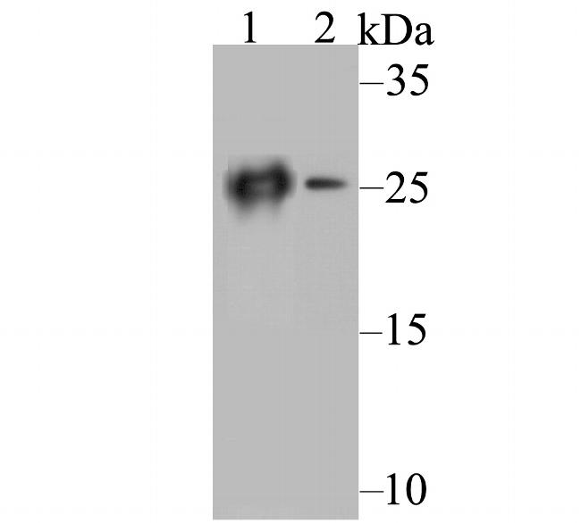 Carbonic Anhydrase II Antibody in Western Blot (WB)