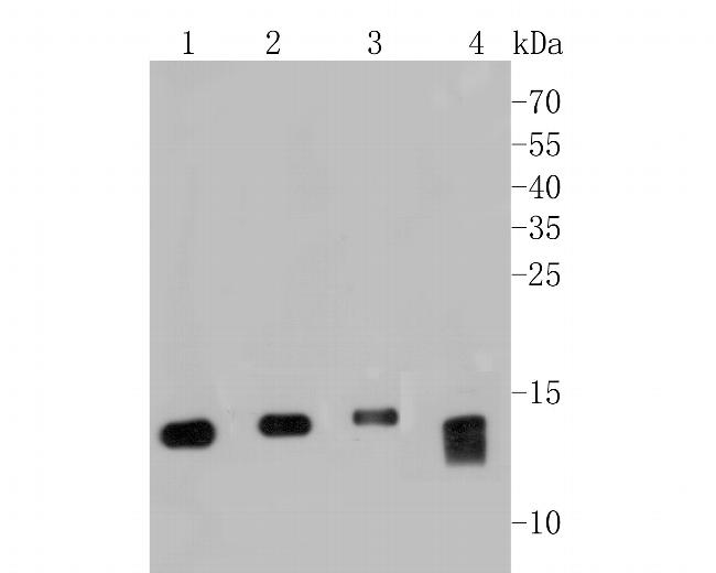 MGST1 Antibody in Western Blot (WB)