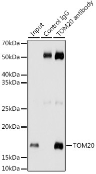 TOM20 Antibody in Immunoprecipitation (IP)