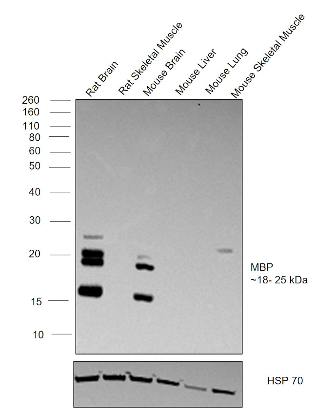 MBP Antibody