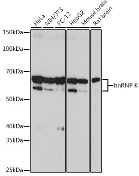 hnRNP K Antibody in Western Blot (WB)