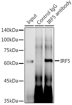 IRF5 Antibody in Immunoprecipitation (IP)