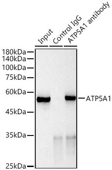 ATP5A1 Antibody in Immunoprecipitation (IP)