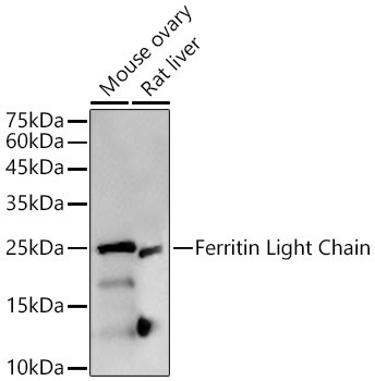 Ferritin Light Chain Antibody in Western Blot (WB)