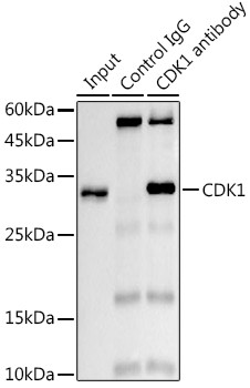 CDK1 Antibody in Immunoprecipitation (IP)