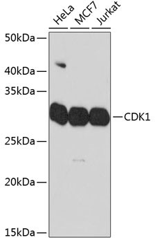 CDK1 Antibody in Western Blot (WB)