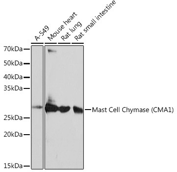 Mast Cell Chymase Antibody in Western Blot (WB)