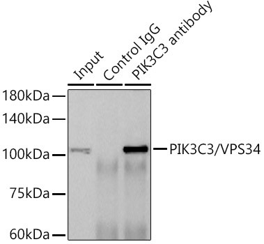 VPS34 Antibody in Immunoprecipitation (IP)