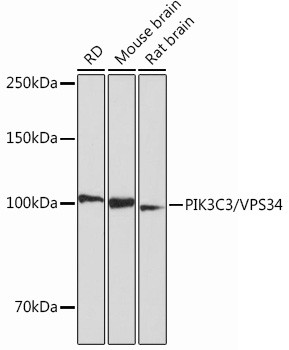 VPS34 Antibody in Western Blot (WB)