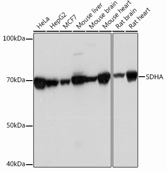 SDHA Antibody in Western Blot (WB)