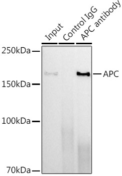 Protein APC Antibody in Immunoprecipitation (IP)