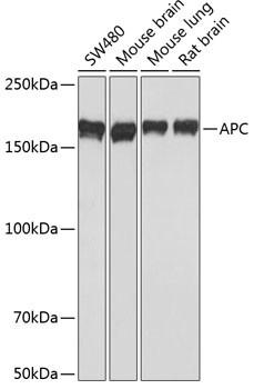 Protein APC Antibody in Western Blot (WB)