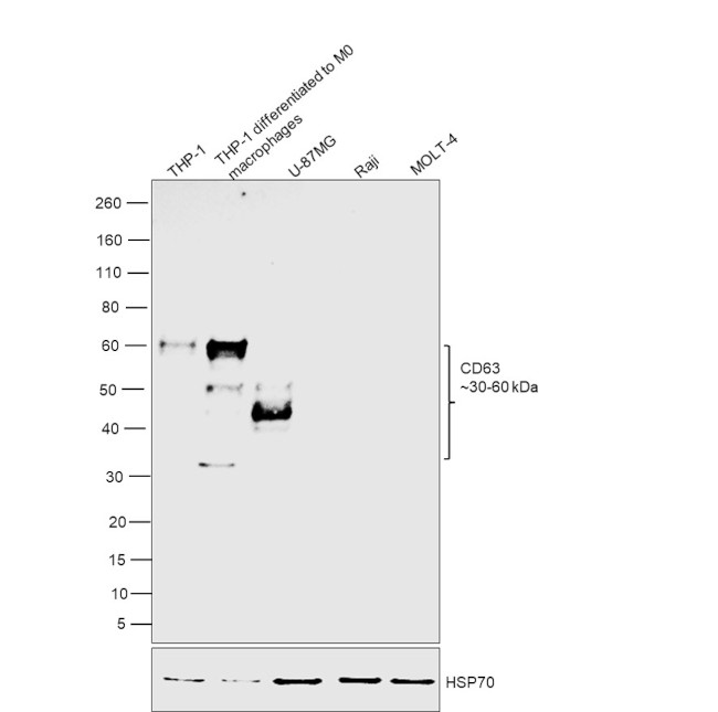 CD63 Antibody