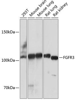 FGFR3 Antibody in Western Blot (WB)