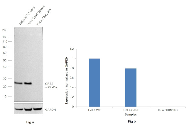 GRB2 Antibody