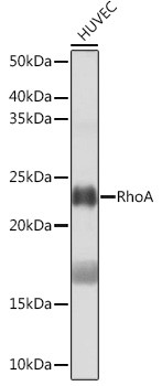 RhoA Antibody in Western Blot (WB)