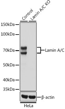 Lamin A/C Recombinant Monoclonal Antibody (4L8Q0) (MA5-35284)