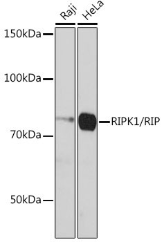 RIP1 Antibody in Western Blot (WB)