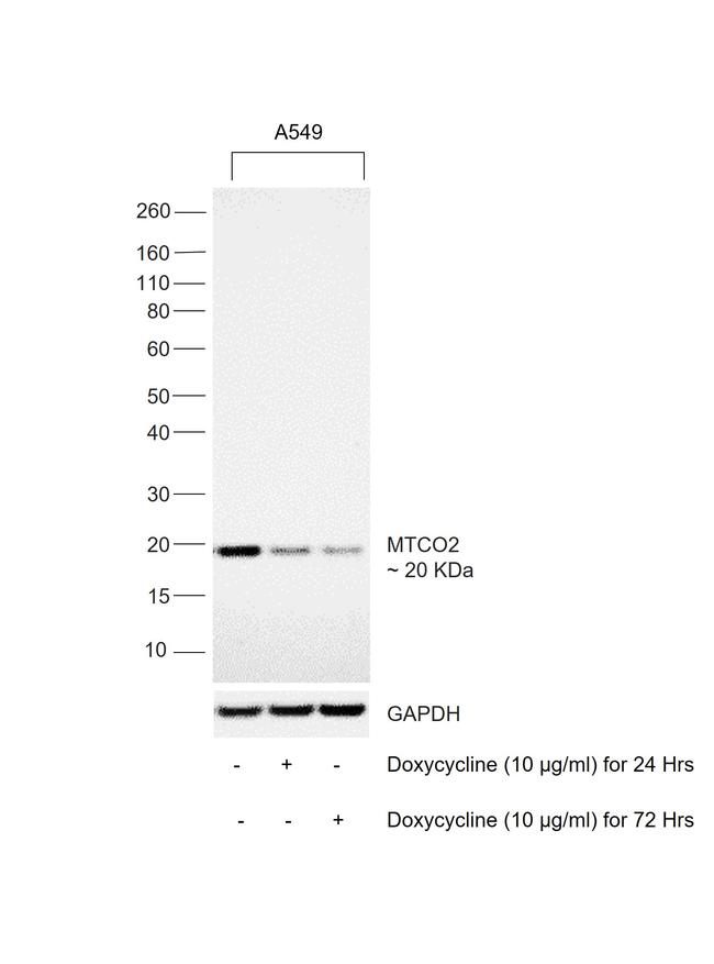 MTCO2 Antibody