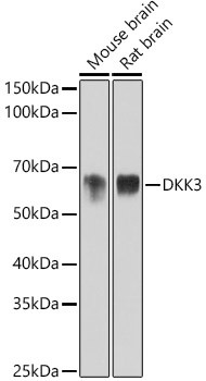 DKK3 Antibody in Western Blot (WB)