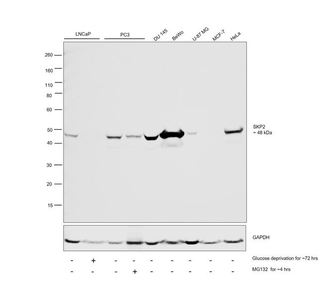 SKP2 Antibody