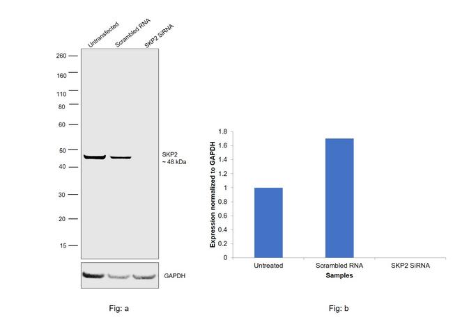 SKP2 Antibody in Western Blot (WB)