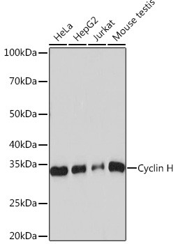 Cyclin H Antibody in Western Blot (WB)