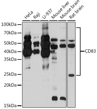 CD83 Antibody in Western Blot (WB)